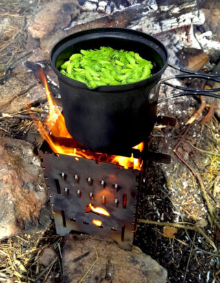 Boiling some pine needle tea with the Bushbox XL