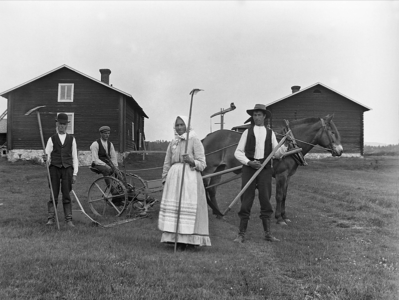 Harvesting using self-made wooden rakes, in Haverö, Sweden, early 1900s