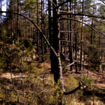Permalink to: Walking with ease and awareness