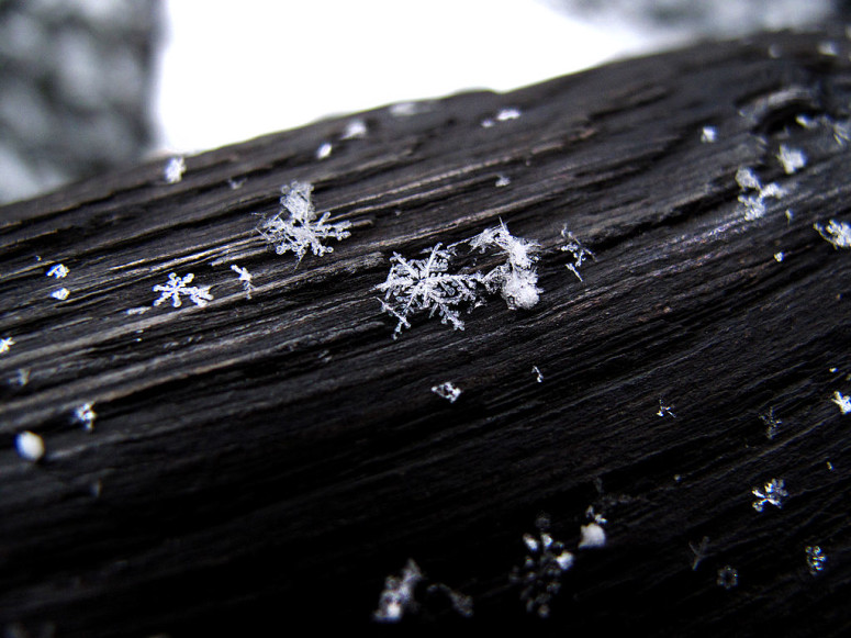 Snow flakes. Photo by Sara2