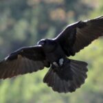 Permalink to: The Sound of the Raven