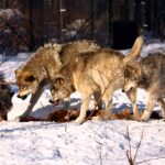 Permalink to: What's in a name? Some thoughts on Norse culture, nature and name choosing.