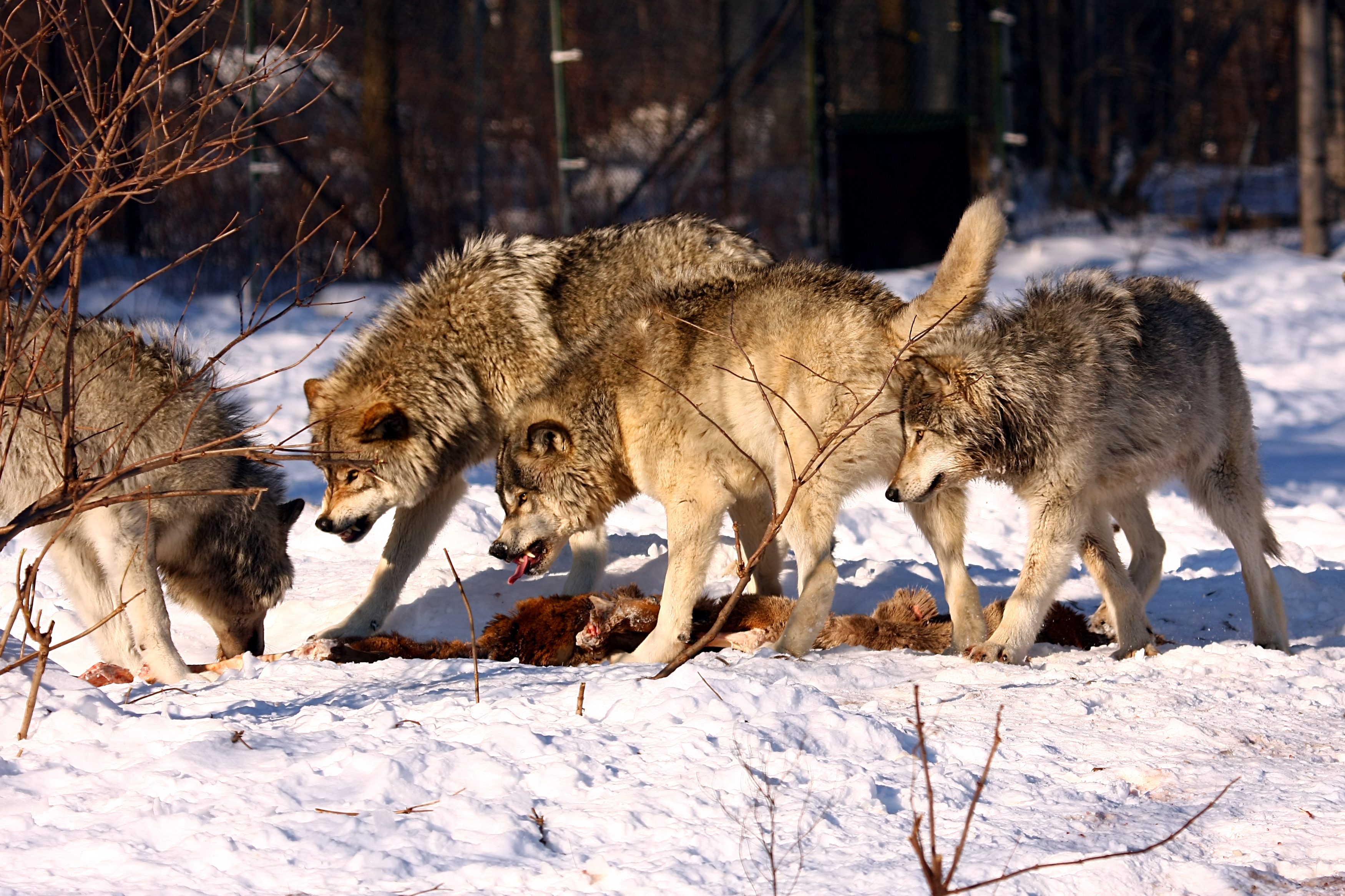 Timber_wolves_fighting