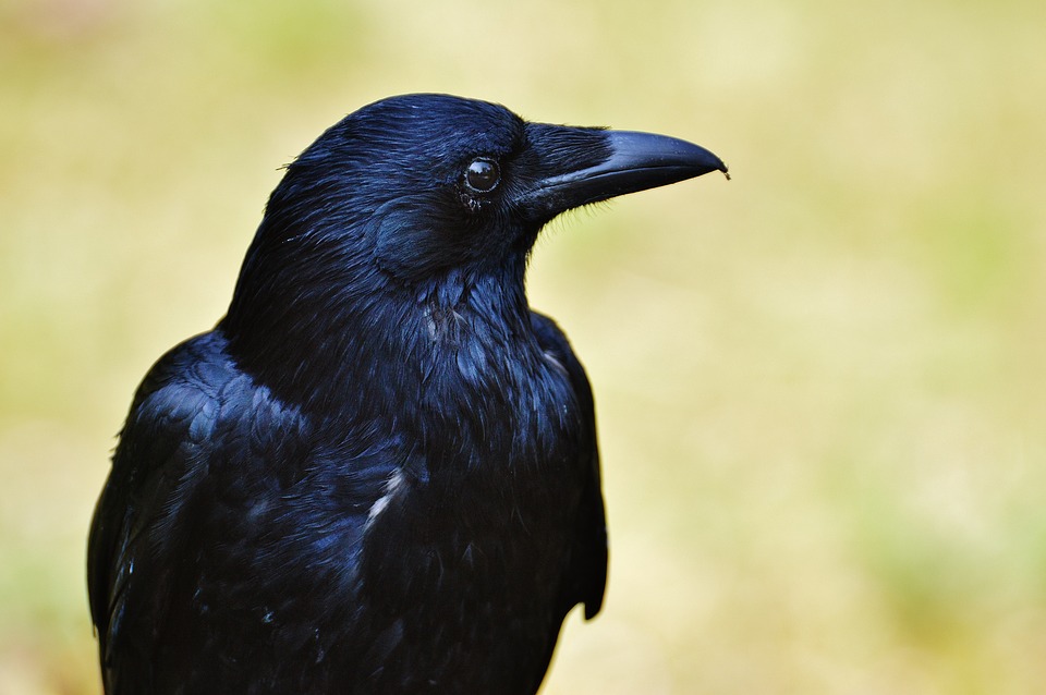 raven-1347374_960_720