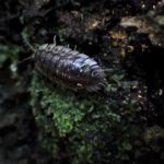 Permalink to: The sacred simplicity of nature